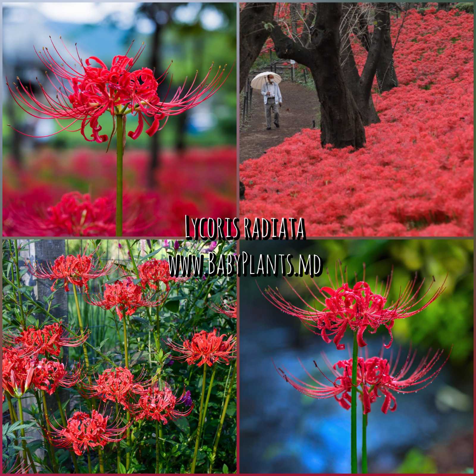 Cumpărați Lycoris radiata la 60 MDL de la producător
